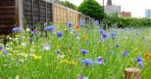 Bumbling Council Gardeners Mow Wrong