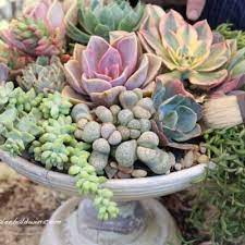 Succulent Container Design Tips