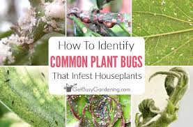 Houseplant Bugs