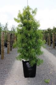 Podocarpus Henkelii Henkel S