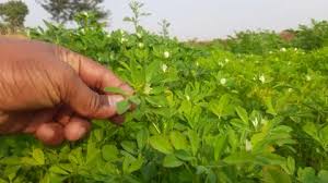 Fenugreek Plant With Flowers In