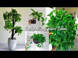 Grow Money Plant Green Plants
