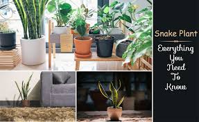 Should You Consider A Snake Plant In