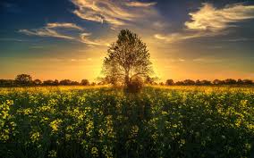 Gold Sunset Sun Rays Light Tree Field