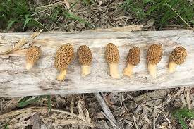 How To Find Morel Mushrooms In The