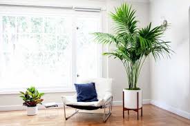 21 Tall Indoor Plants With Big Leaves