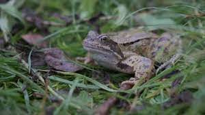 Common Frog Stock Footage