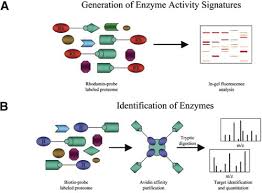 Biomarker Discovery