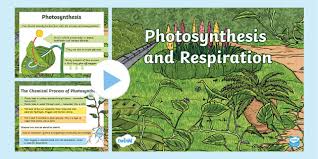 Photosynthesis And Respiration Teacher