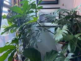 For My Houseplants Darwin Said It Best