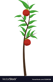 Tomatoes Plant Icon Royalty Free Vector