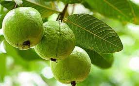 Fastest Growing Fruit Trees In India