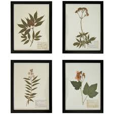Collection Of Botanical Specimens