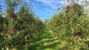 Apple Trees Stock Footage Royalty