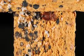 Bed Bugs Informational Guide To Bed