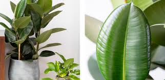 The Resplendent Rubber Plant Ficus