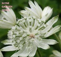 Slynegarden Uk