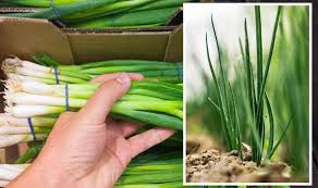 Spring Onions Again With Zero Waste