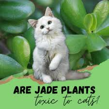 Which Plants Are Toxic To Cats Cat