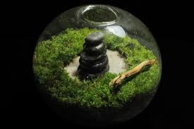 Live Moss Mini Terrarium Zen Garden