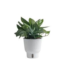 Indoor Plant In 6 In White Pot