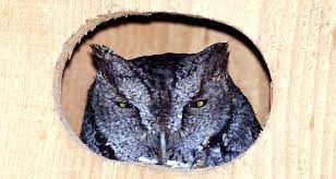 Owl Boxes Nature S Pest Control