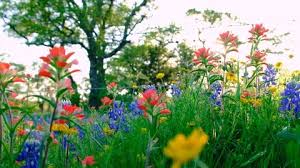 Two Herbertia Lahue Wildflowers