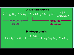 Cell Respiration Steemit