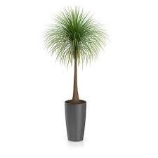 Palm Tree In Round Pot 3 3d Model