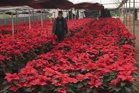 The Checd History Of The Poinsettia