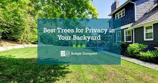 11 Best Privacy Trees Budget Dumpster