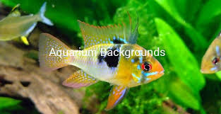 72 Best Aquarium Backgrounds