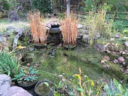 Types Of Aquatic Plants For Ponds 11