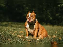 Rishi Sunak Bans American Bully Xl Dogs