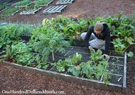 Square Foot Gardening Is Easy One