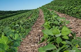 soybean planting intercropping and