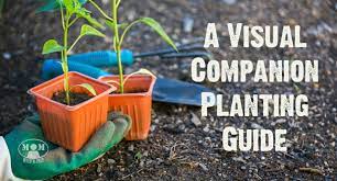Companion Planting For Vegetables