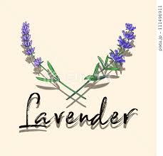 Lavender Card Purple Flowers Garden