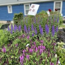 Gardening Near Rochester Nh 03868