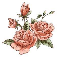 Three Pink Roses On White Background