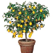 Meyer Lemon Trees A Complete Guide
