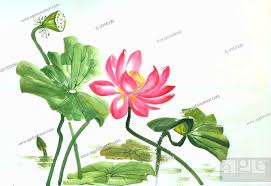 Lotus Flower Watercolor Painting On A