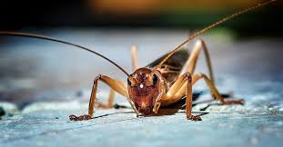 Cricket Insect Facts Acheta