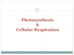 Cellular Respiration Powerpoint