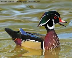 Wood Duck Nest Box State Of Tennessee