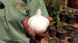 How To Plant Garlic Grounded Landscaping