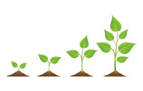 Plant Grow Icon Png Images Vectors