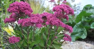 Perennial Plants For Hardiness Zone 5