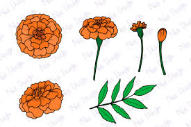 Flower Ilration Marigold Flower Svg
