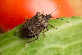 Stink Bugs In My House